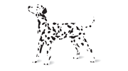 Dalmation Design